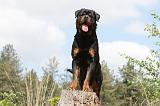 ROTTWEILER 208